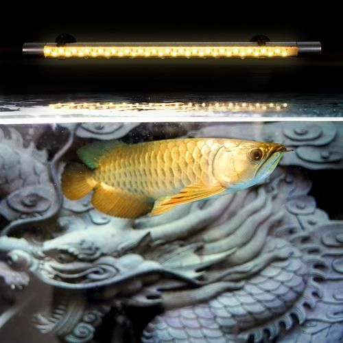 龍魚魚缸燈的擺放位置圖片大全