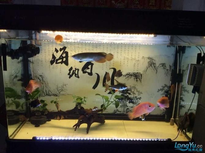 龍魚魚缸燈的擺放位置圖片大全