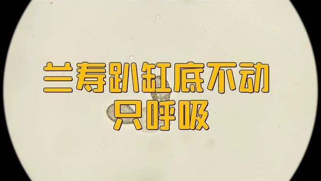 如何判斷魚呼吸是否急促？