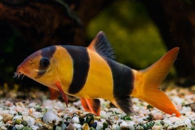 龍魚缸養什么清潔魚好（哪些魚適合養在龍魚缸中）