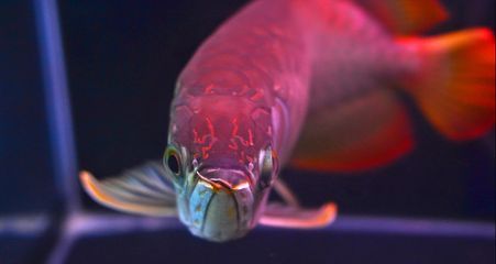 龍魚互相咬是怎么回事，龍魚為什么會互相咬斗