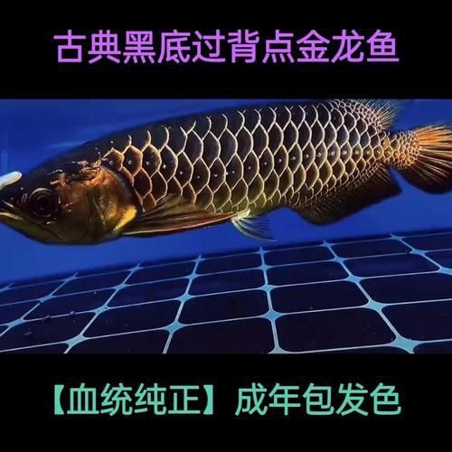 金頭過背金龍魚圖片及價(jià)格