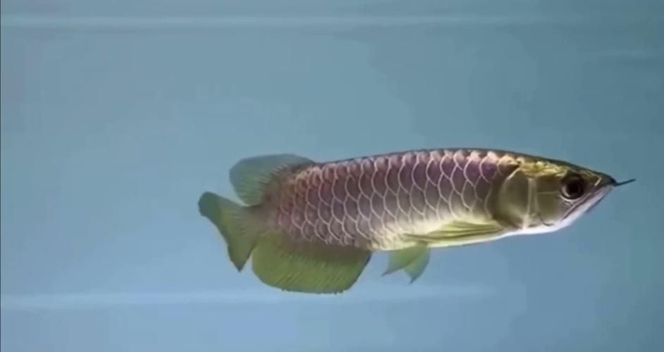 金頭過背金龍魚圖片及價(jià)格