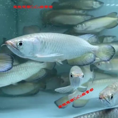 金頭過背金龍魚圖片及價(jià)格
