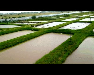 龍魚養殖基地地址電話：關于龍魚養殖基地的相關信息