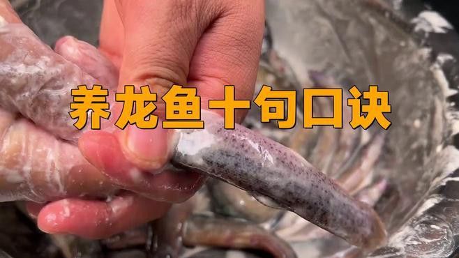 如何為龍魚創造良好的生長環境？
