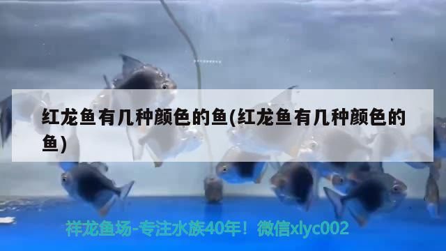 紅龍魚有幾種顏色（如何飼養出高品質紅龍魚）