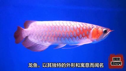 品相好的銀龍魚，如何挑選品相好的銀龍魚