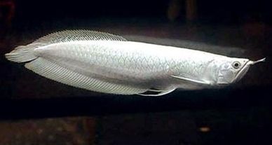 品相好的銀龍魚，如何挑選品相好的銀龍魚