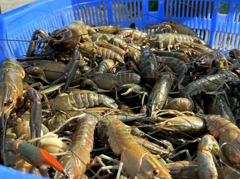 廣東龍魚養(yǎng)殖基地有哪些地方在建