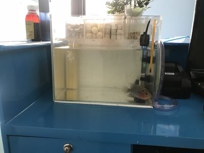 龍魚空氣缸：如何判斷空氣缸質(zhì)量，空氣缸對龍魚健康影響，龍魚空氣缸使用注意事項(xiàng)