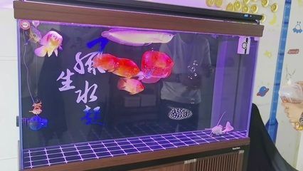 龍魚空氣缸：如何判斷空氣缸質(zhì)量，空氣缸對龍魚健康影響，龍魚空氣缸使用注意事項(xiàng)