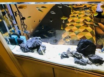 龍魚空氣缸：如何判斷空氣缸質(zhì)量，空氣缸對龍魚健康影響，龍魚空氣缸使用注意事項(xiàng)