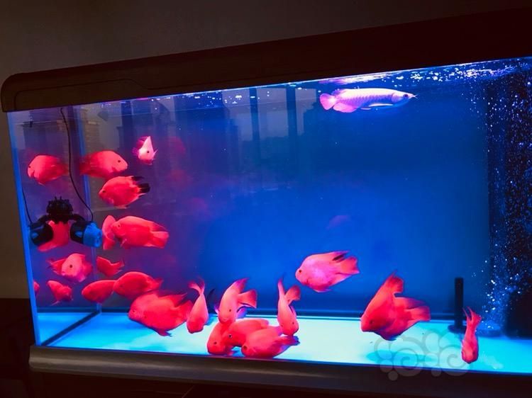 龍魚空氣缸：如何判斷空氣缸質(zhì)量，空氣缸對龍魚健康影響，龍魚空氣缸使用注意事項(xiàng)