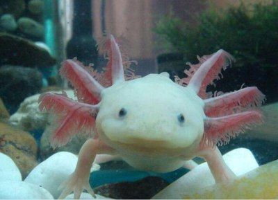 六角恐龍魚能長多大：六角恐龍魚的生長特性