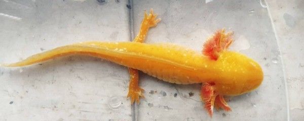 六角恐龍魚能長多大：六角恐龍魚的生長特性