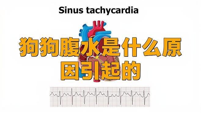 雷龍腹水可以自愈嗎？ 雷龍腹水可以自愈嗎？ 龍魚百科 第2張