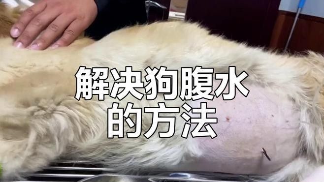 雷龍腹水可以自愈嗎？ 雷龍腹水可以自愈嗎？ 龍魚百科 第7張