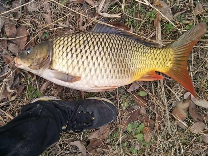 鯉魚圖片大全
