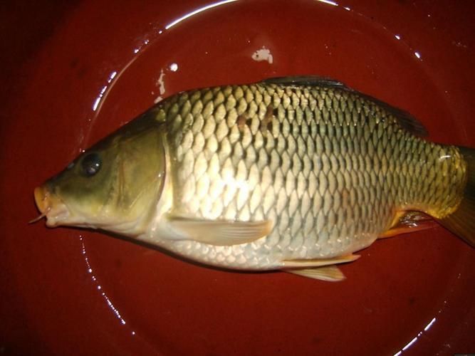 鯉魚圖片大全