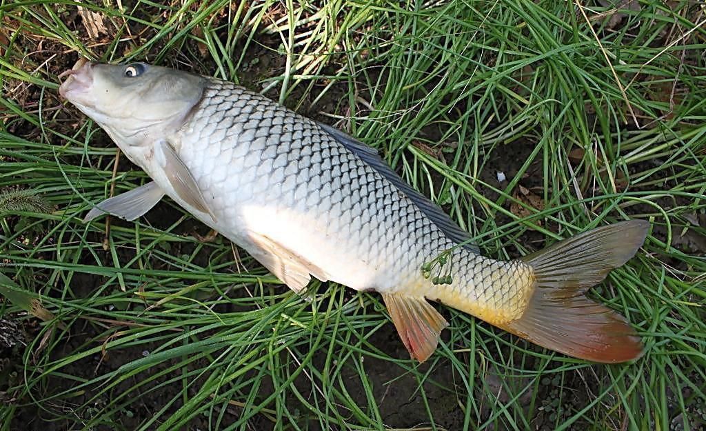 鯉魚圖片大全