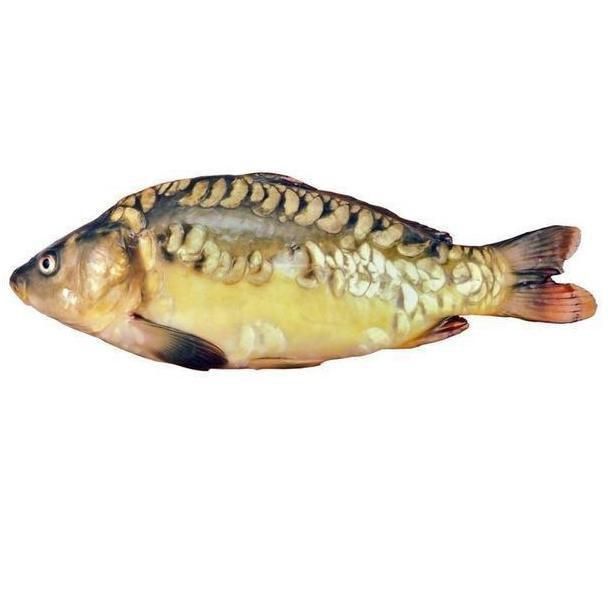 鯉魚圖片大全
