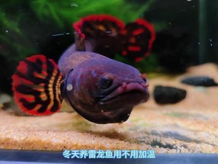 冬天龍魚溫度多少合適養(yǎng)活