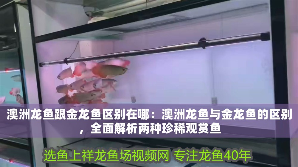 澳洲龍魚跟金龍魚區(qū)別在哪：澳洲龍魚與金龍魚的區(qū)別，全面解析兩種珍稀觀賞魚