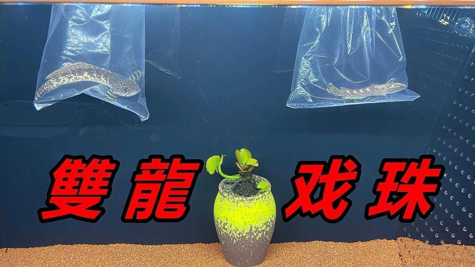 雷龍魚和金魚能不能混養