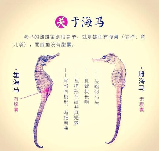 如何區分海馬和海龍的真偽？