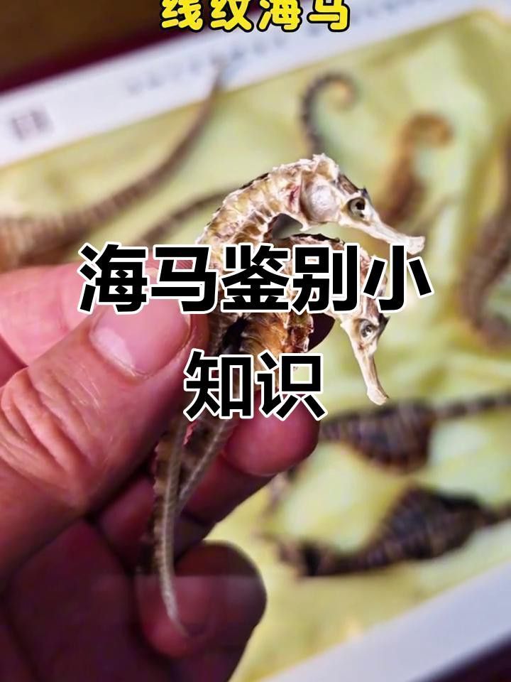 如何區分海馬和海龍的真偽？