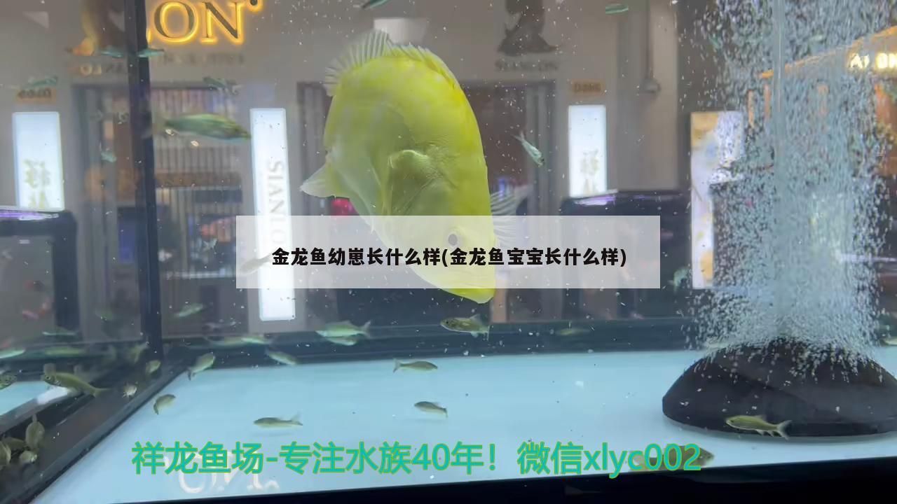 金龍魚幼崽長什么樣(金龍魚寶寶長什么樣)