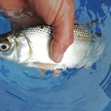 黃尾龍魚價格多少