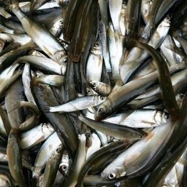 黃尾龍魚價格多少