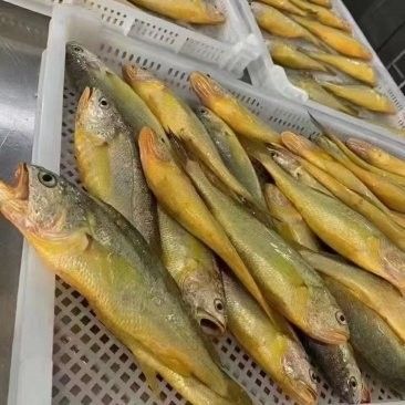 黃尾龍魚價格多少