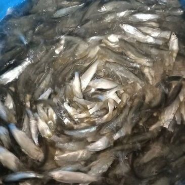 黃尾龍魚價格多少