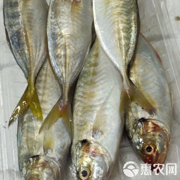 黃尾龍魚價格多少