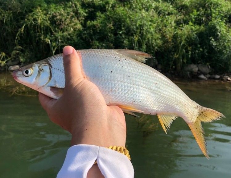 黃尾龍魚價格多少