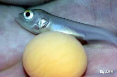 龍魚31度算不算高：龍魚31度算不算高？