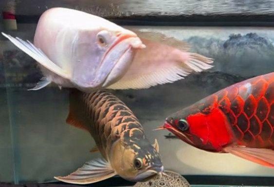 金龍魚會吃小魚嗎