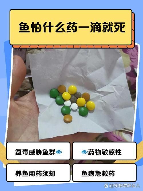 紅龍魚蒙眼最怕三個藥圖片