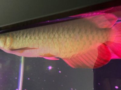 龍魚有聽覺嗎：龍魚有聽覺嗎？