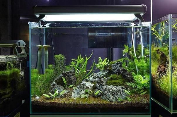 魚缸如何挑選（加載更多,挑選合適的魚缸對于養魚愛好者來說至關重要）