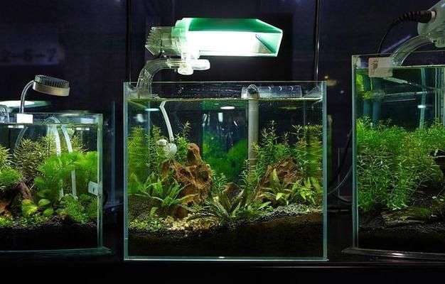 魚缸如何挑選（加載更多,挑選合適的魚缸對于養魚愛好者來說至關重要）