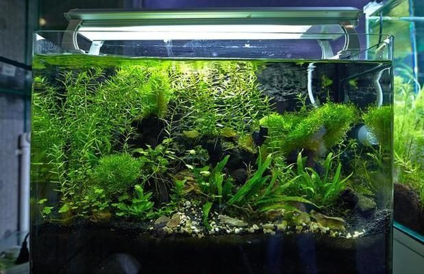 魚缸如何挑選（加載更多,挑選合適的魚缸對于養魚愛好者來說至關重要）