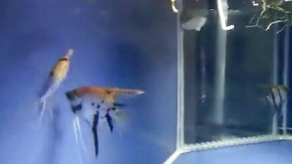 養(yǎng)龍魚(yú)水溫要多少度：養(yǎng)龍魚(yú)水溫要多少度龍魚(yú)飼養(yǎng)常見(jiàn)問(wèn)題龍魚(yú)換水注意事項(xiàng)