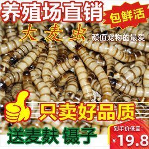 紅龍魚喂了三年大麥蟲（紅龍魚喂大麥蟲好嗎）