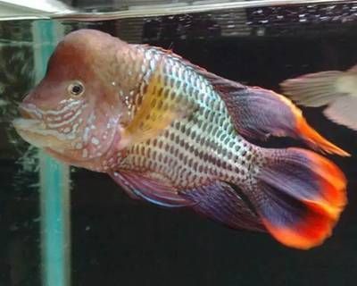 紅尾皇冠可以與龍魚混養(yǎng)嗎：紅尾皇冠可以與龍魚混養(yǎng)嗎紅尾皇冠可以混養(yǎng)嗎