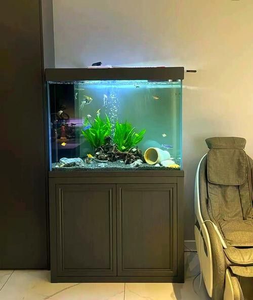龍魚虎魚混養打架怎么辦啊圖片