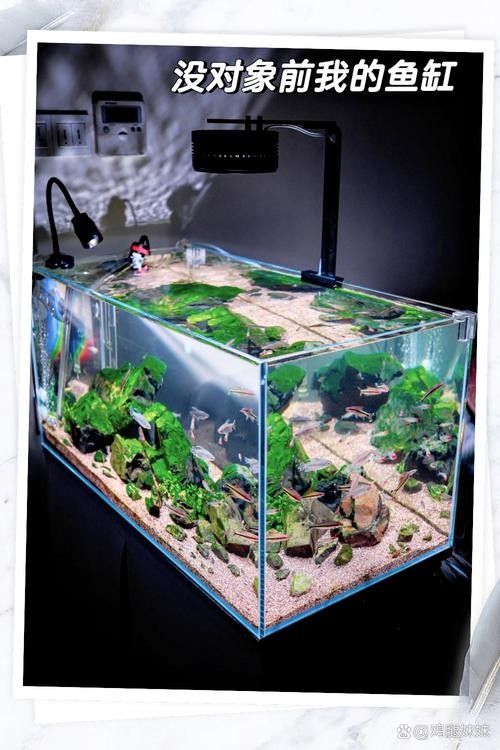 龍魚虎魚混養打架怎么辦啊圖片